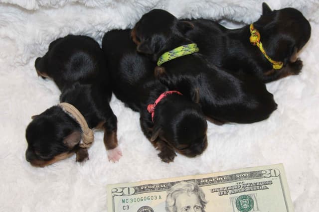 Yorkshire Terrier Puppies media 12