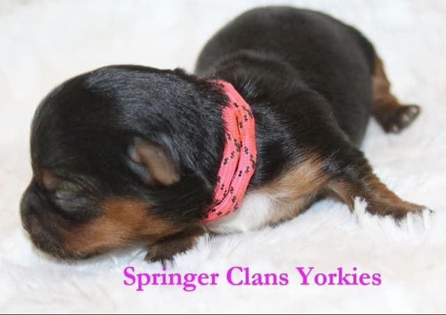Yorkshire Terrier Puppies media 11
