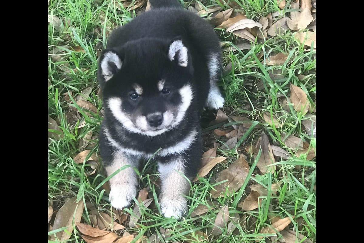 Shiba Inu Puppies breeder image 1