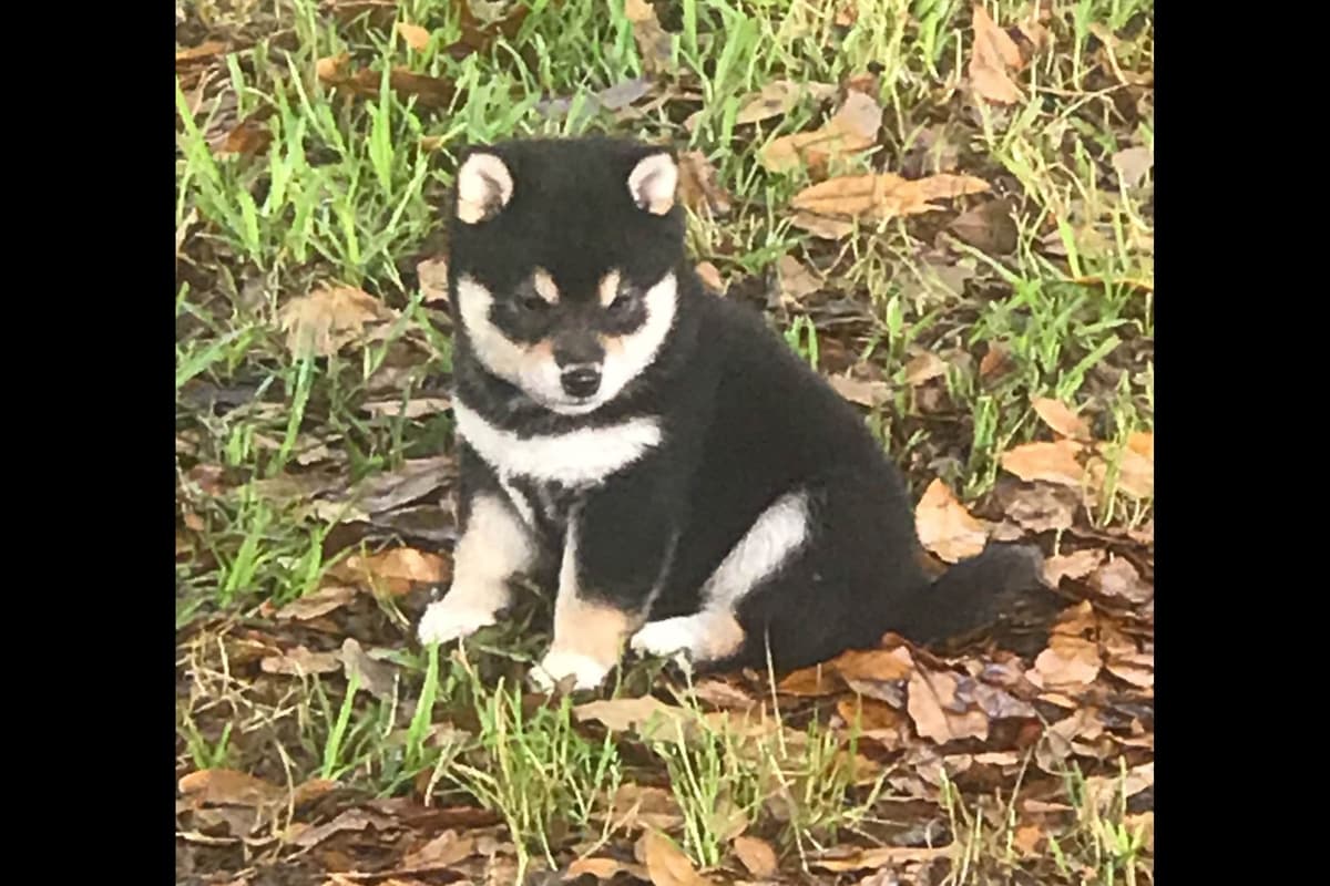 Shiba Inu Puppies breeder image 4