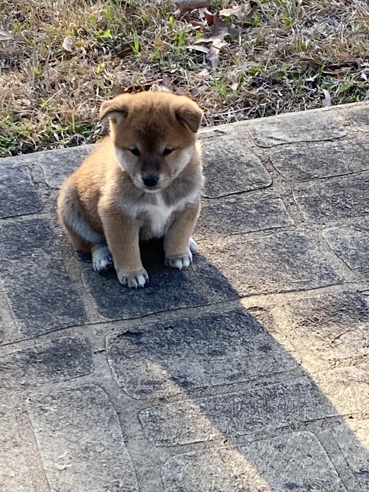 Shiba Inu Puppies breeder image 7