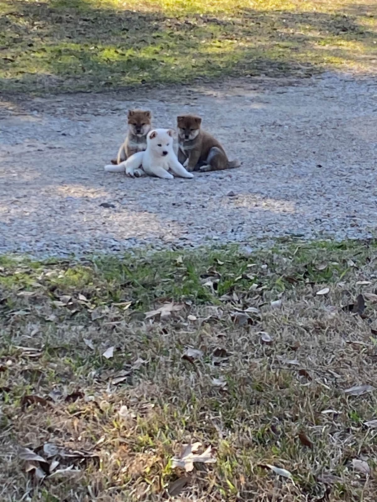 Shiba Inu Puppies breeder image 8