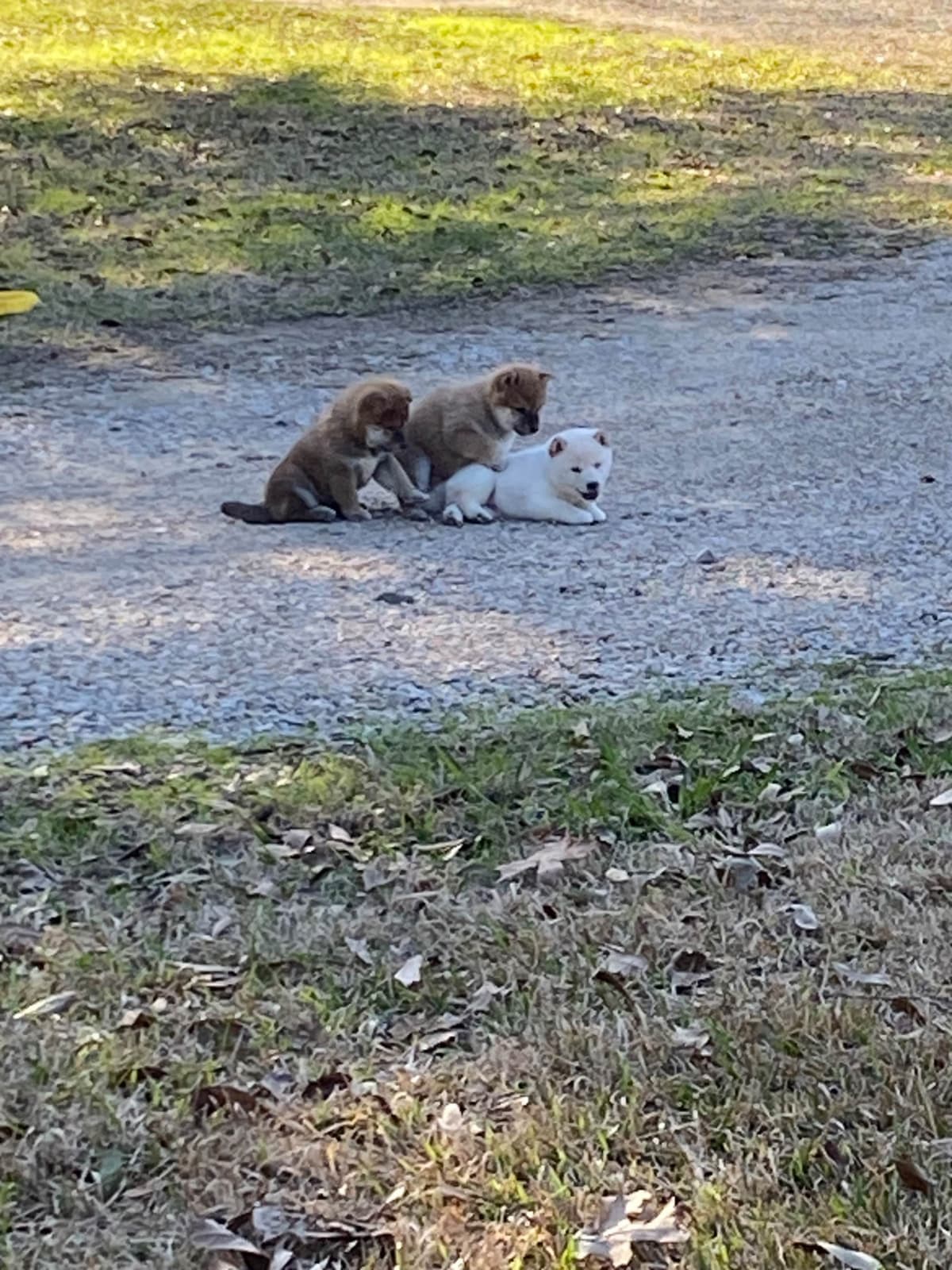 Shiba Inu Puppies breeder image 9