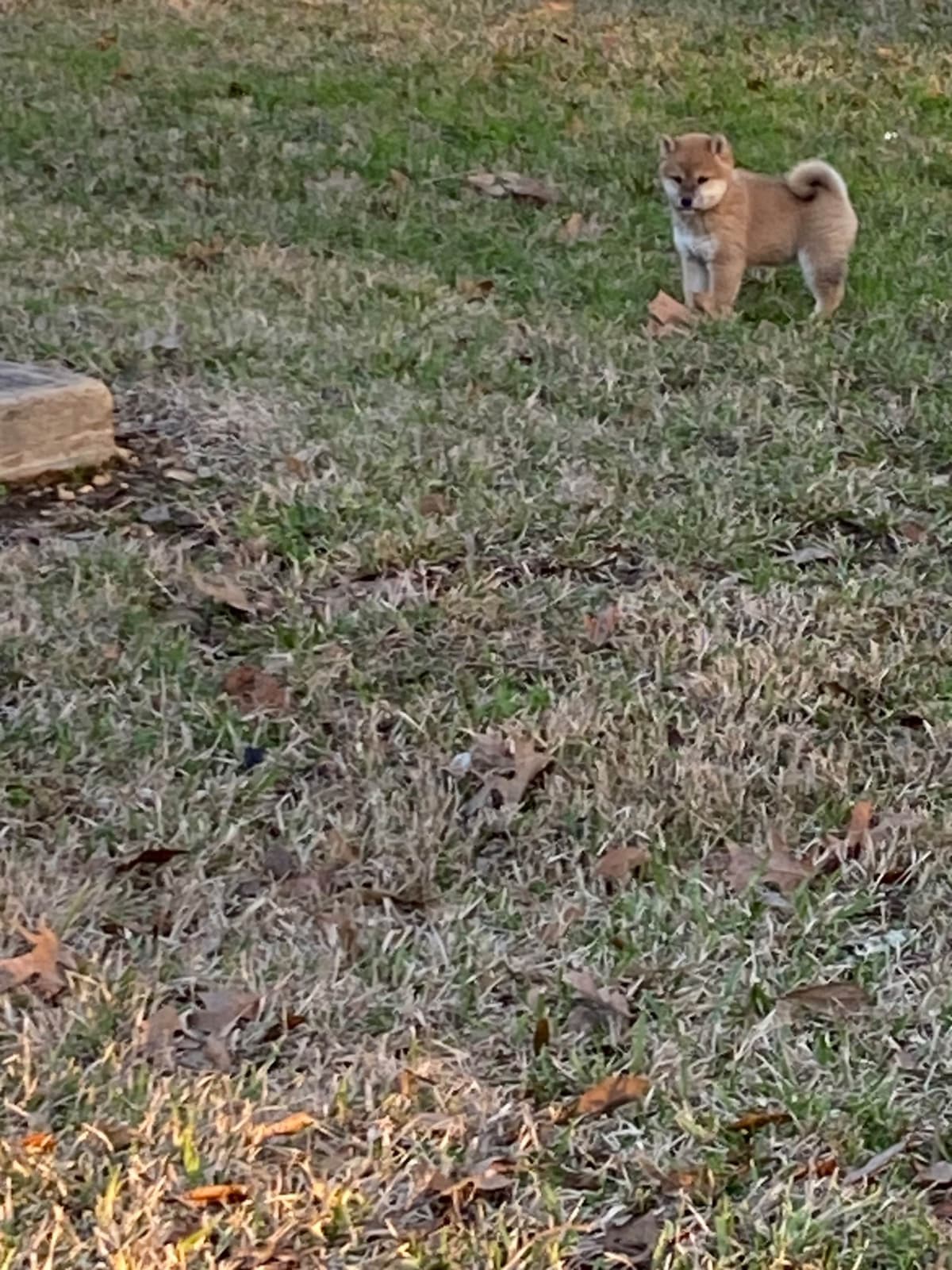 Shiba Inu Puppies breeder image 10