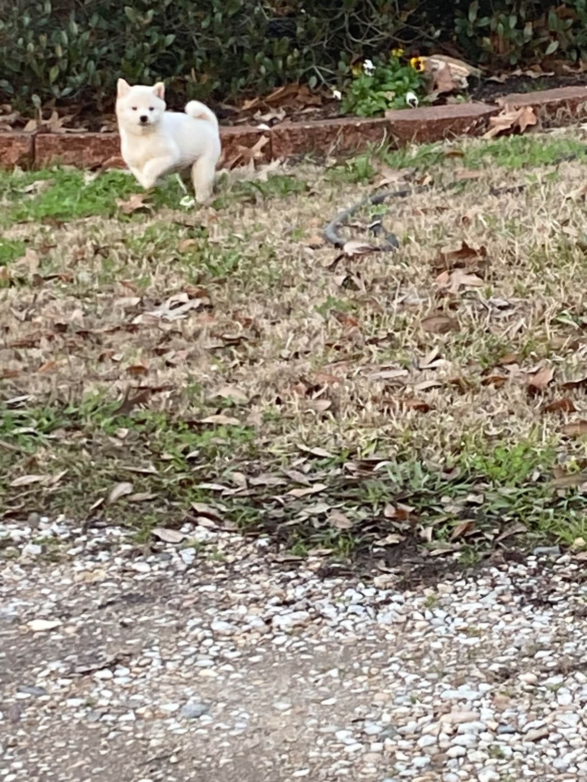 Shiba Inu Puppies breeder image 11