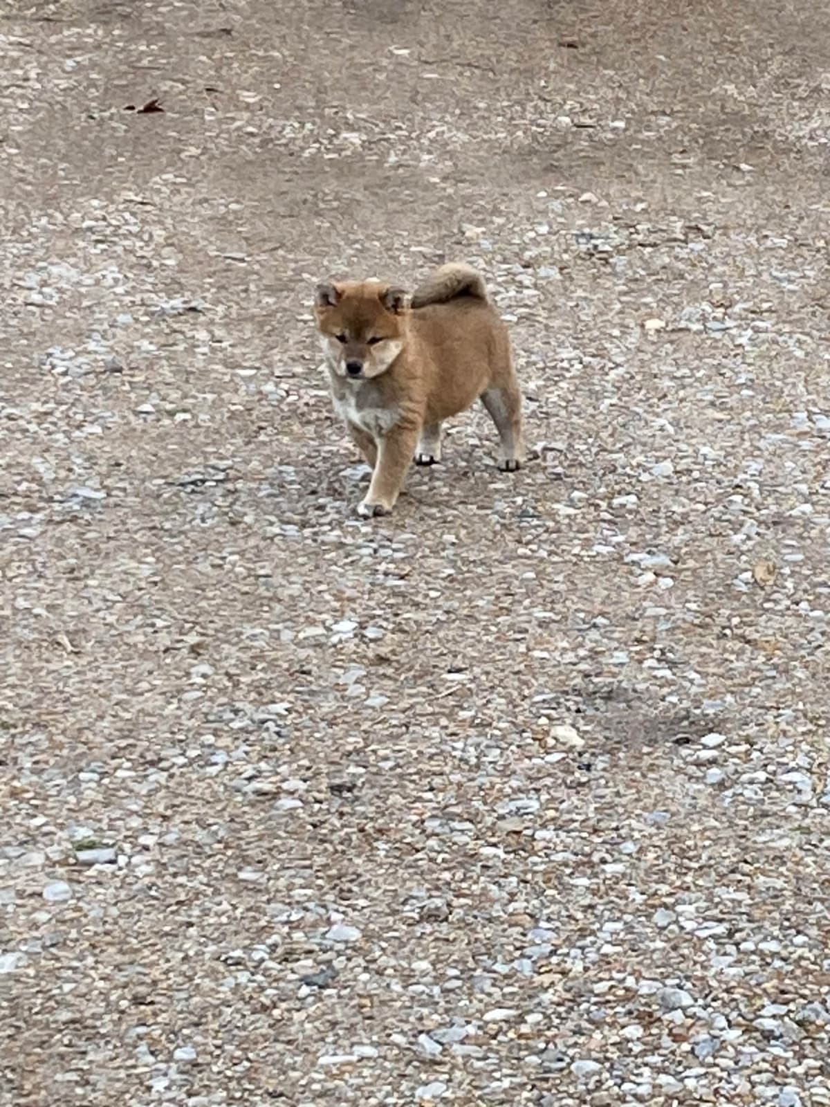 Shiba Inu Puppies breeder image 12