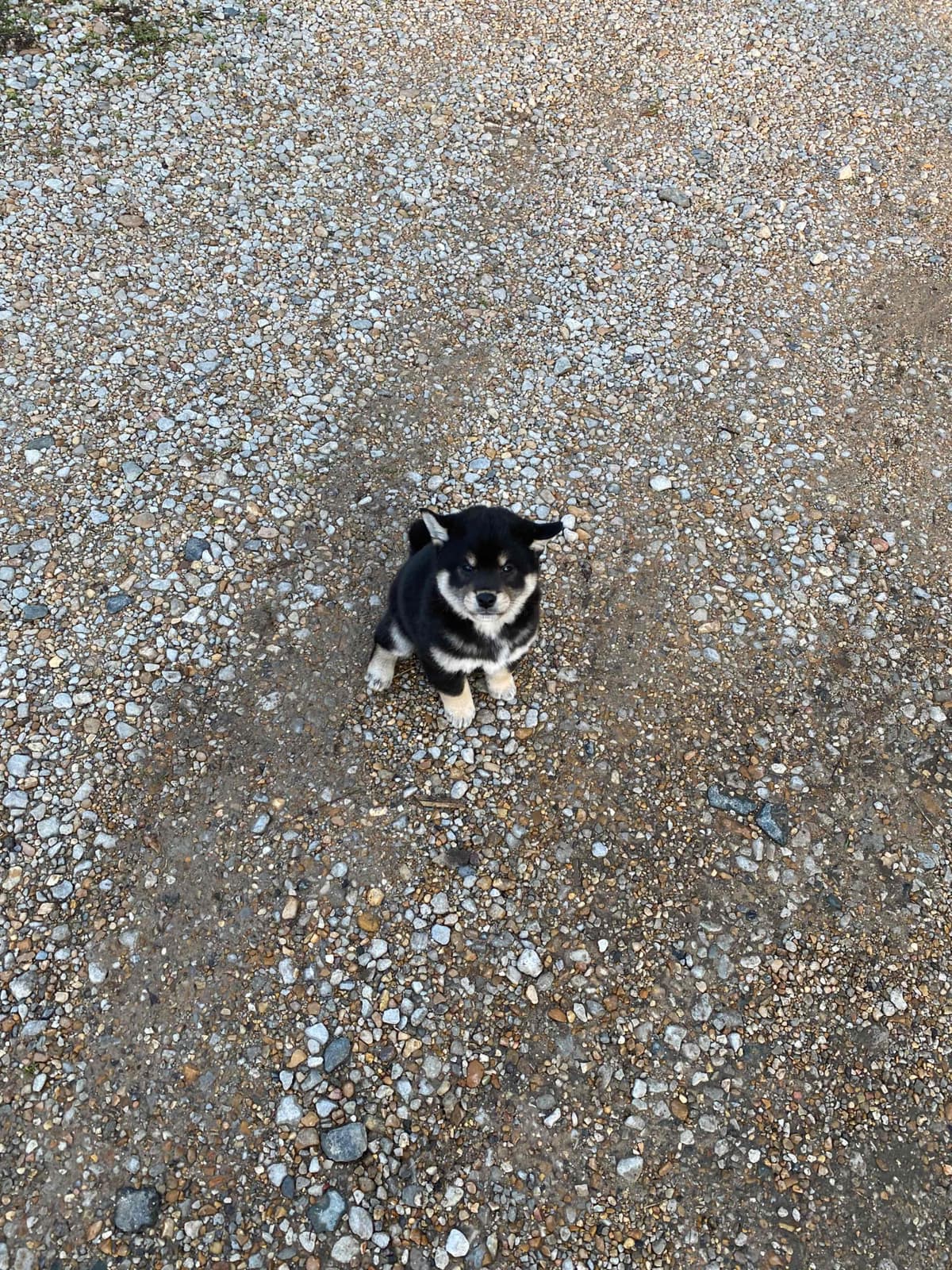 Shiba Inu Puppies breeder image 13