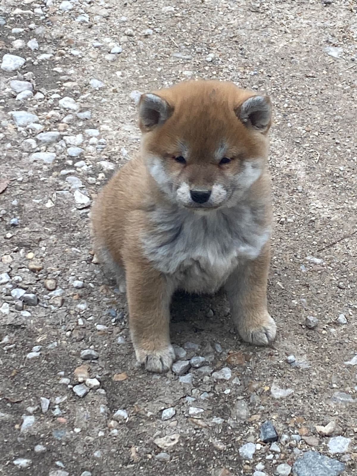 Shiba Inu Puppies breeder image 14