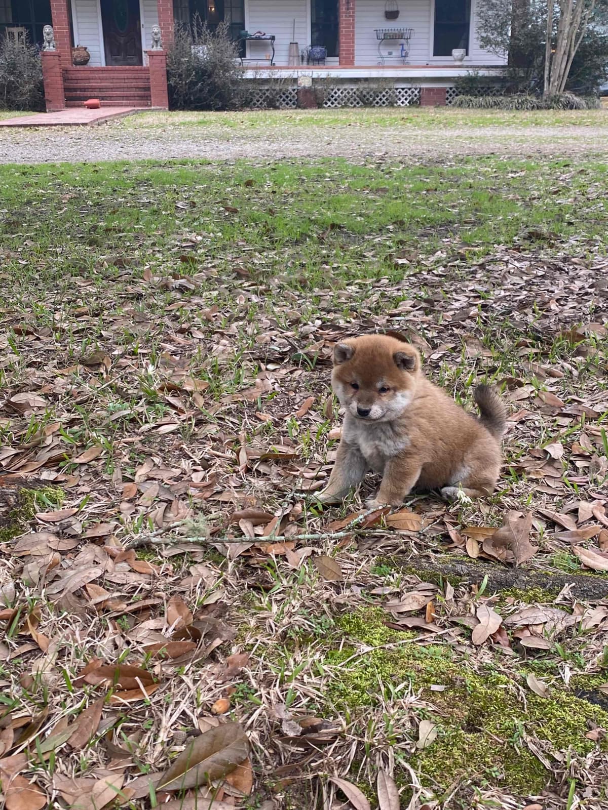 Shiba Inu Puppies breeder image 15