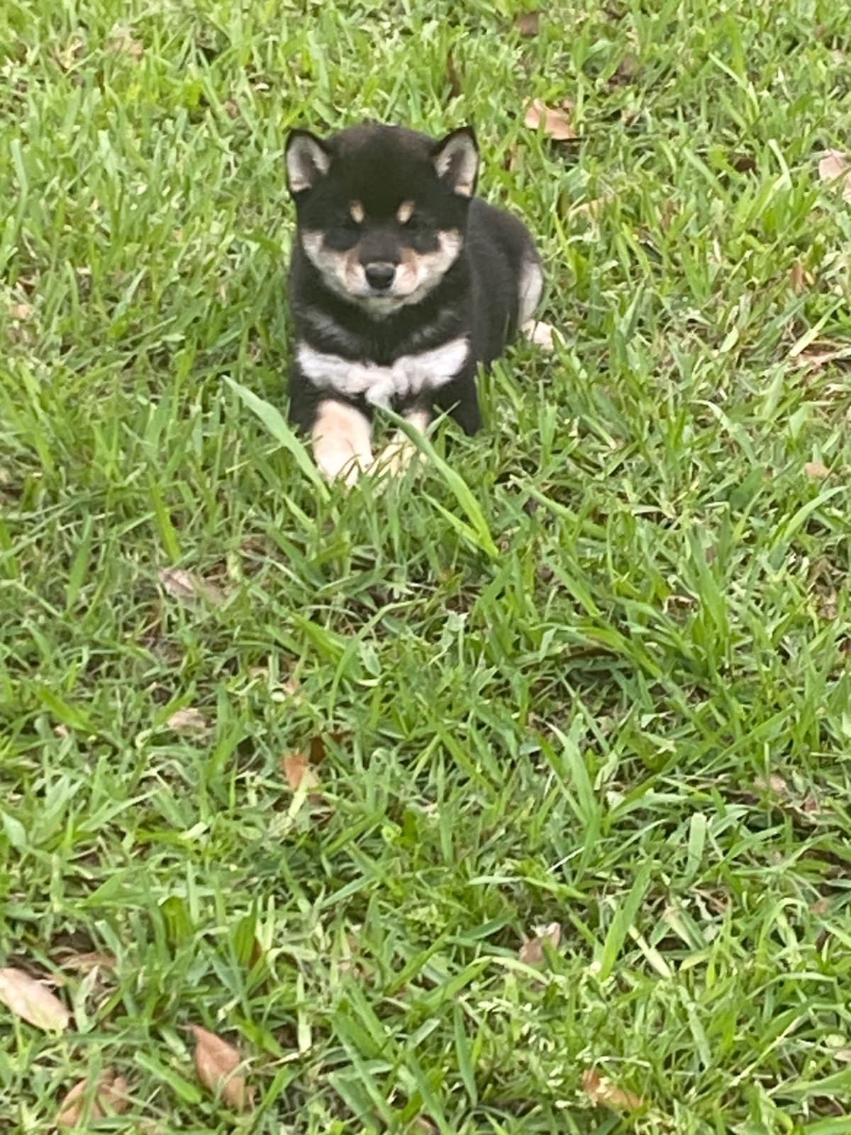 Shiba Inu Puppies breeder image 16