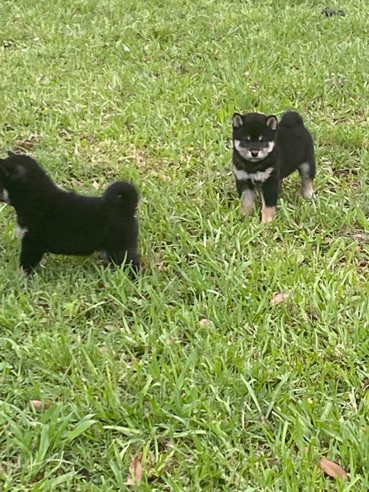 Shiba Inu Puppies breeder image 17
