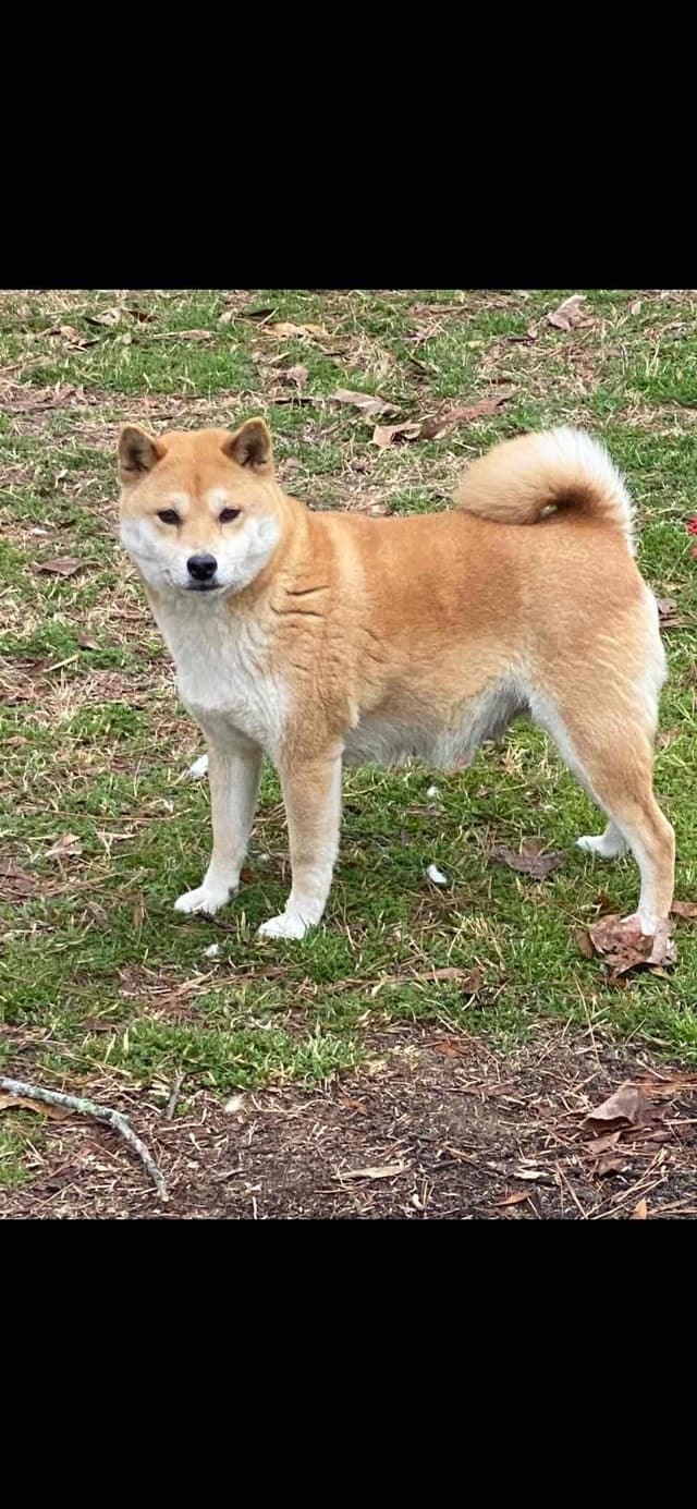 Shiba Inu Puppies media 4