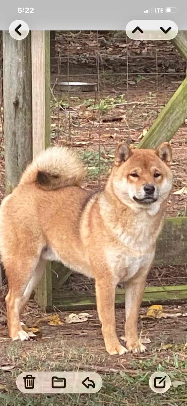 Shiba Inu Puppies media 5