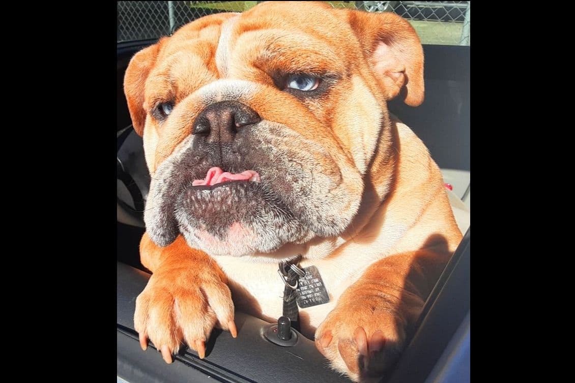 REAL "GEORGIA BULLDOG" LINEAGE! breeder image 2