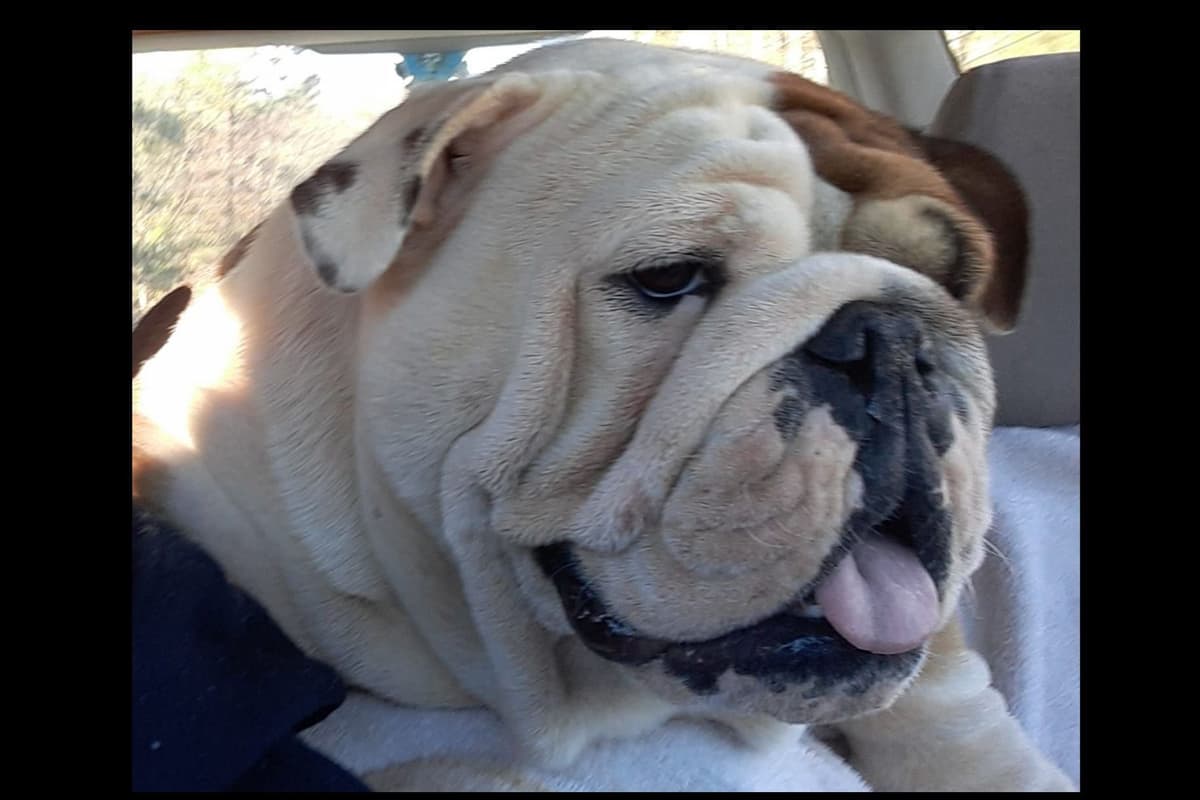 REAL "GEORGIA BULLDOG" LINEAGE! breeder image 3