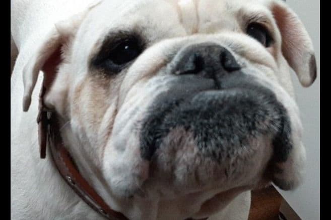 REAL "GEORGIA BULLDOG" LINEAGE! breeder image 4