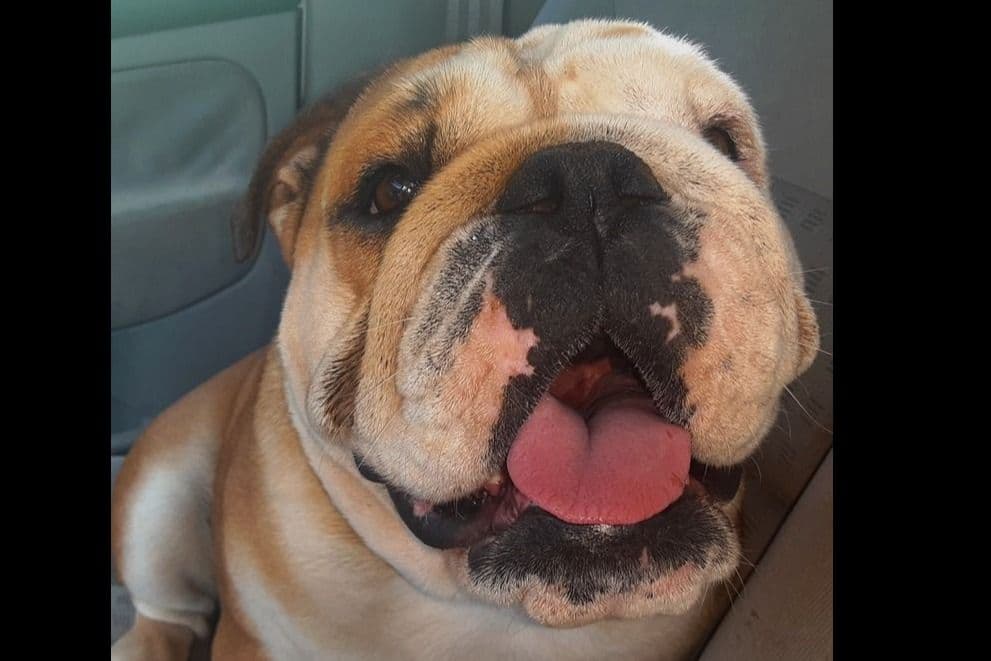 REAL "GEORGIA BULLDOG" LINEAGE! breeder image 5