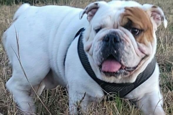 REAL "GEORGIA BULLDOG" LINEAGE! breeder image 6
