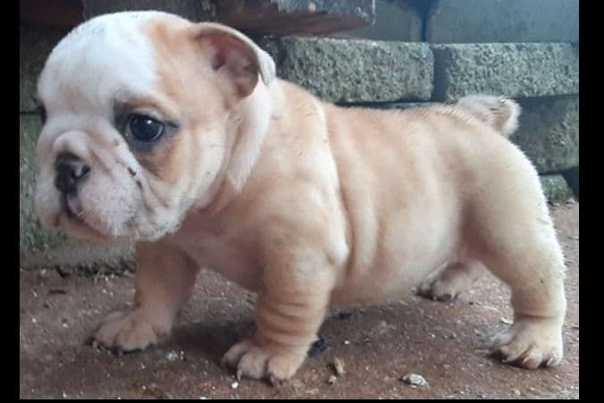REAL "GEORGIA BULLDOG" LINEAGE! breeder image 7