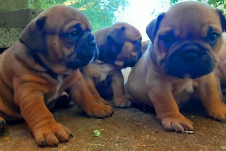 REAL "GEORGIA BULLDOG" LINEAGE! breeder image 8