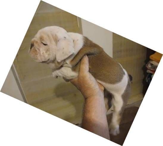 REAL "GEORGIA BULLDOG" LINEAGE! media 2