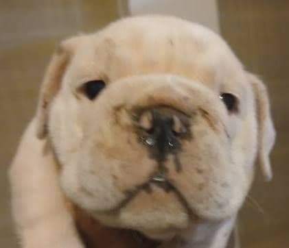 REAL "GEORGIA BULLDOG" LINEAGE! media 3