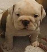REAL "GEORGIA BULLDOG" LINEAGE! media 5