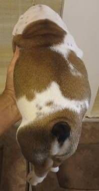 REAL "GEORGIA BULLDOG" LINEAGE! media 6