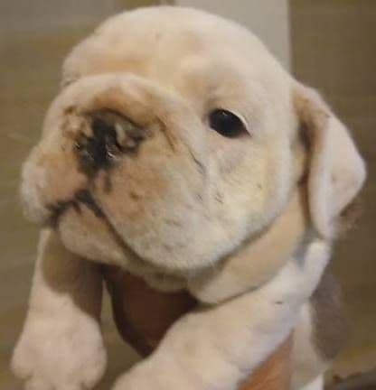 REAL "GEORGIA BULLDOG" LINEAGE! media 7