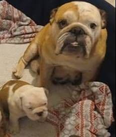 REAL "GEORGIA BULLDOG" LINEAGE! media 8