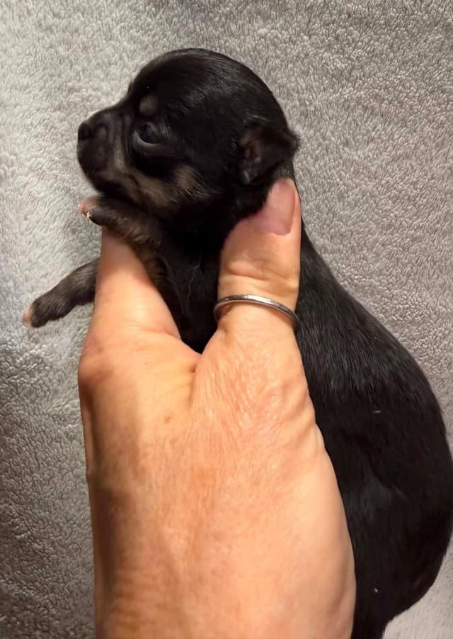 Chihuahua Puppies media 2
