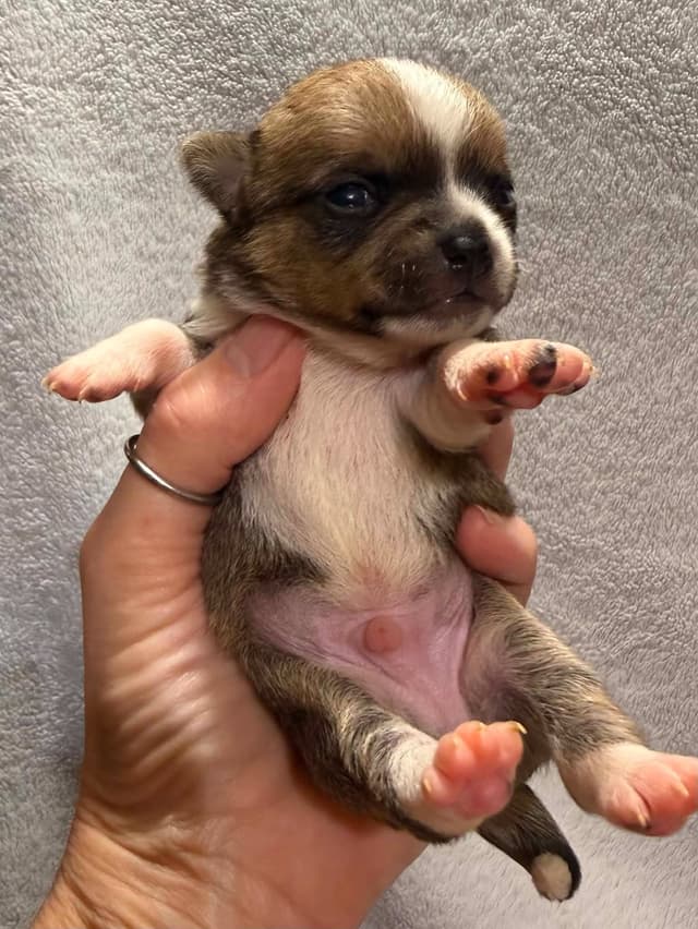 Chihuahua Puppies media 3