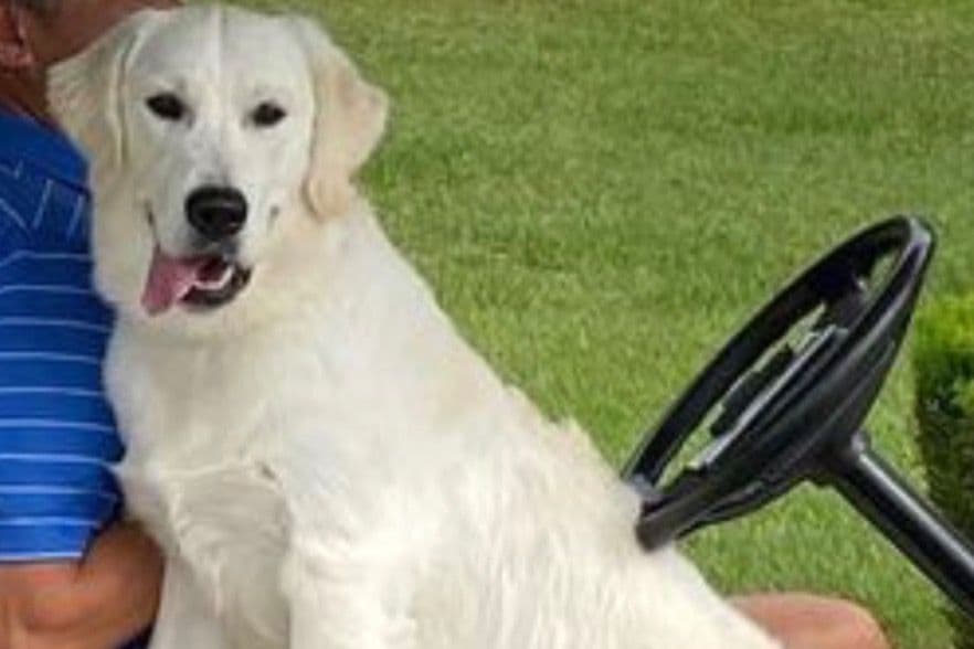 Golden Retriever Puppies breeder image 1