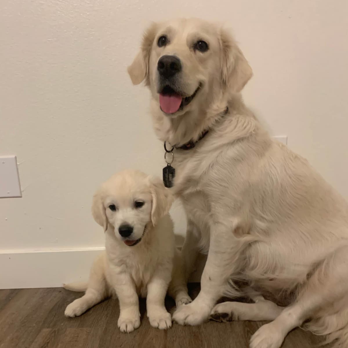Golden Retriever Puppies breeder image 3