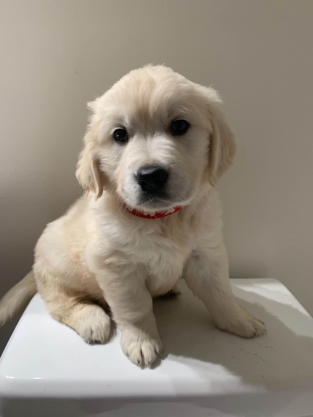 Golden Retriever Puppies breeder image 5