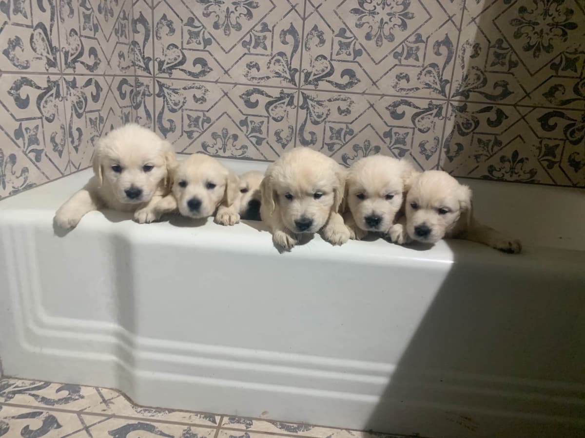 Golden Retriever Puppies breeder image 4