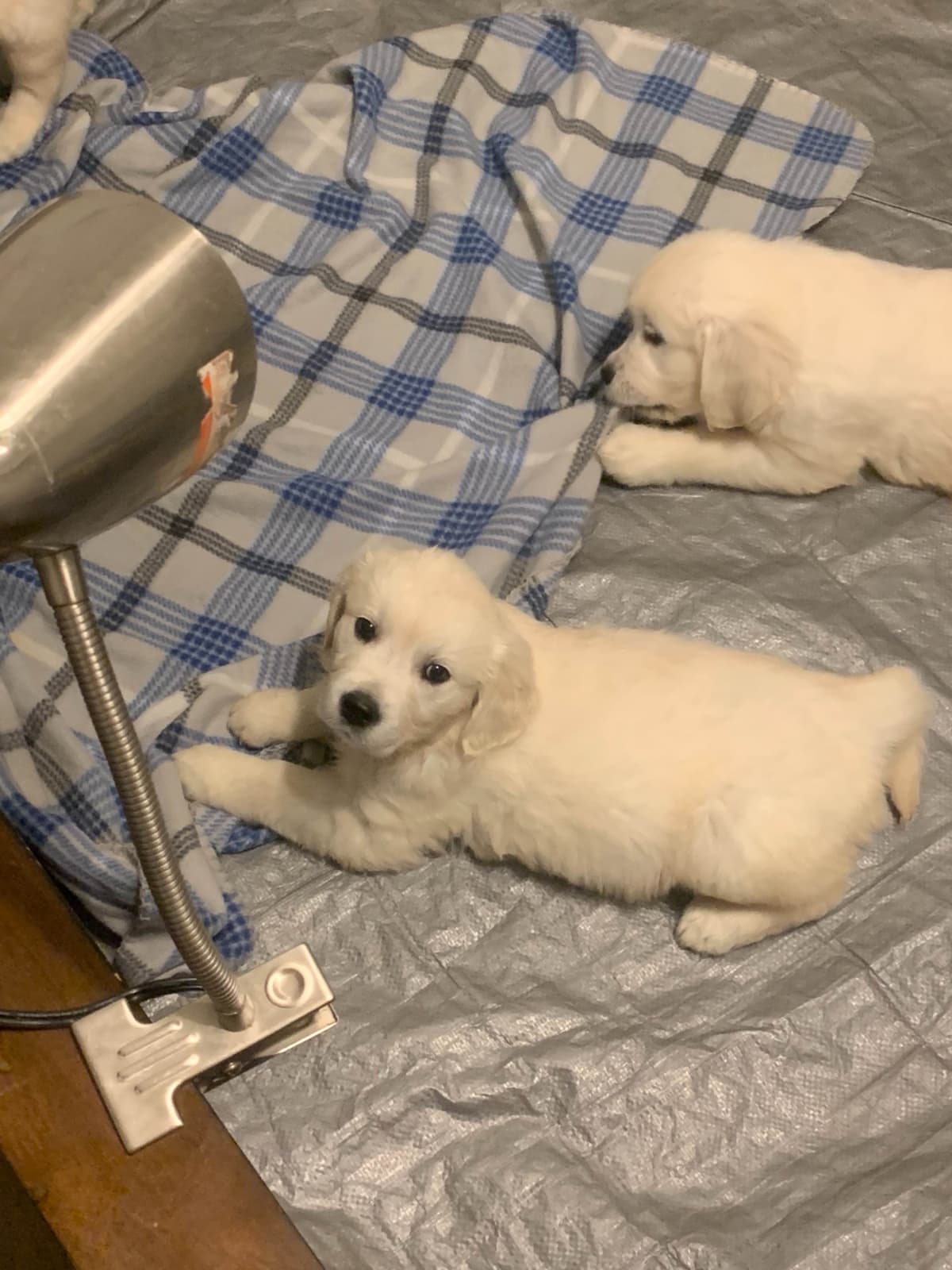 Golden Retriever Puppies breeder image 6