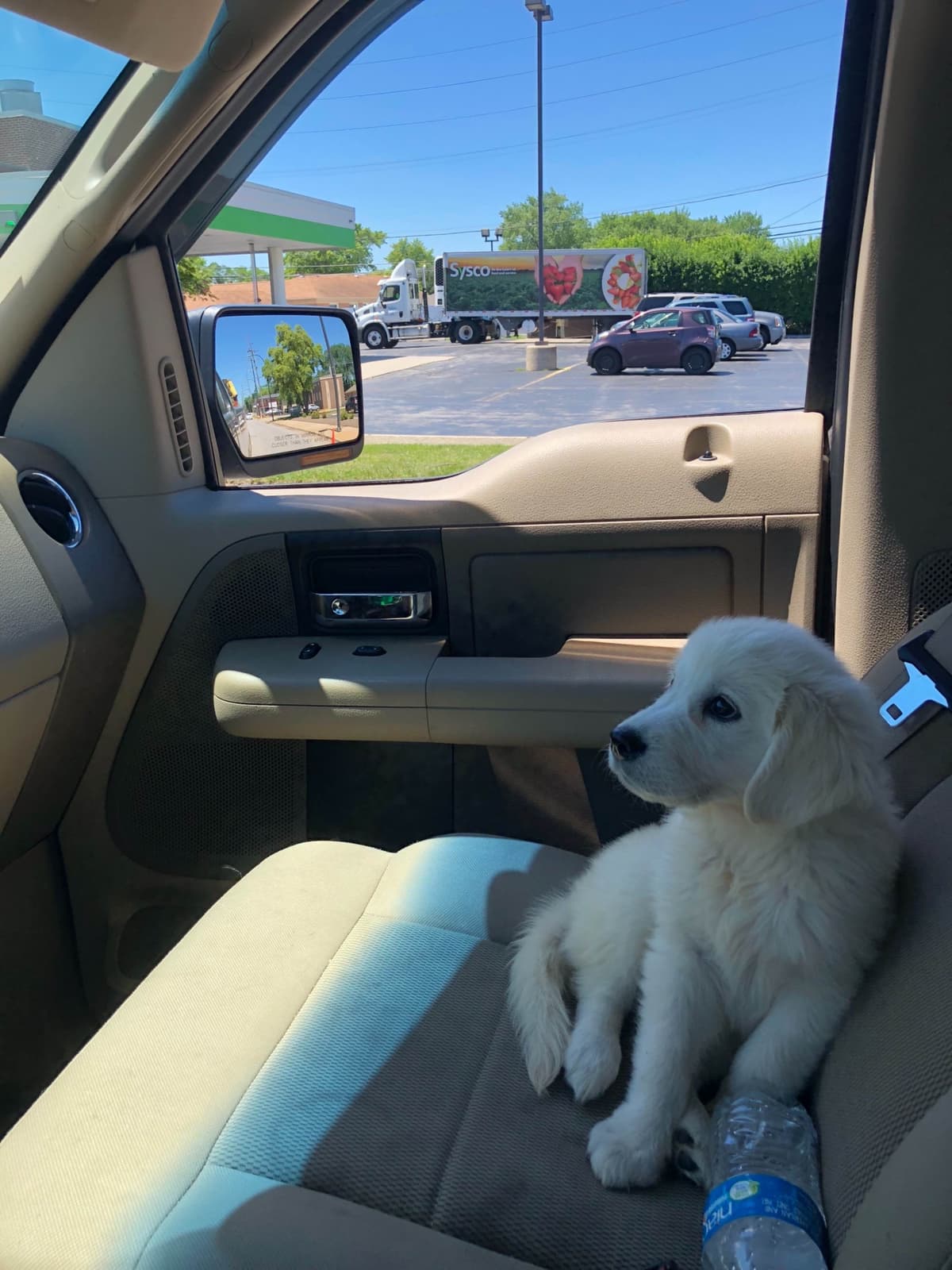 Golden Retriever Puppies breeder image 8