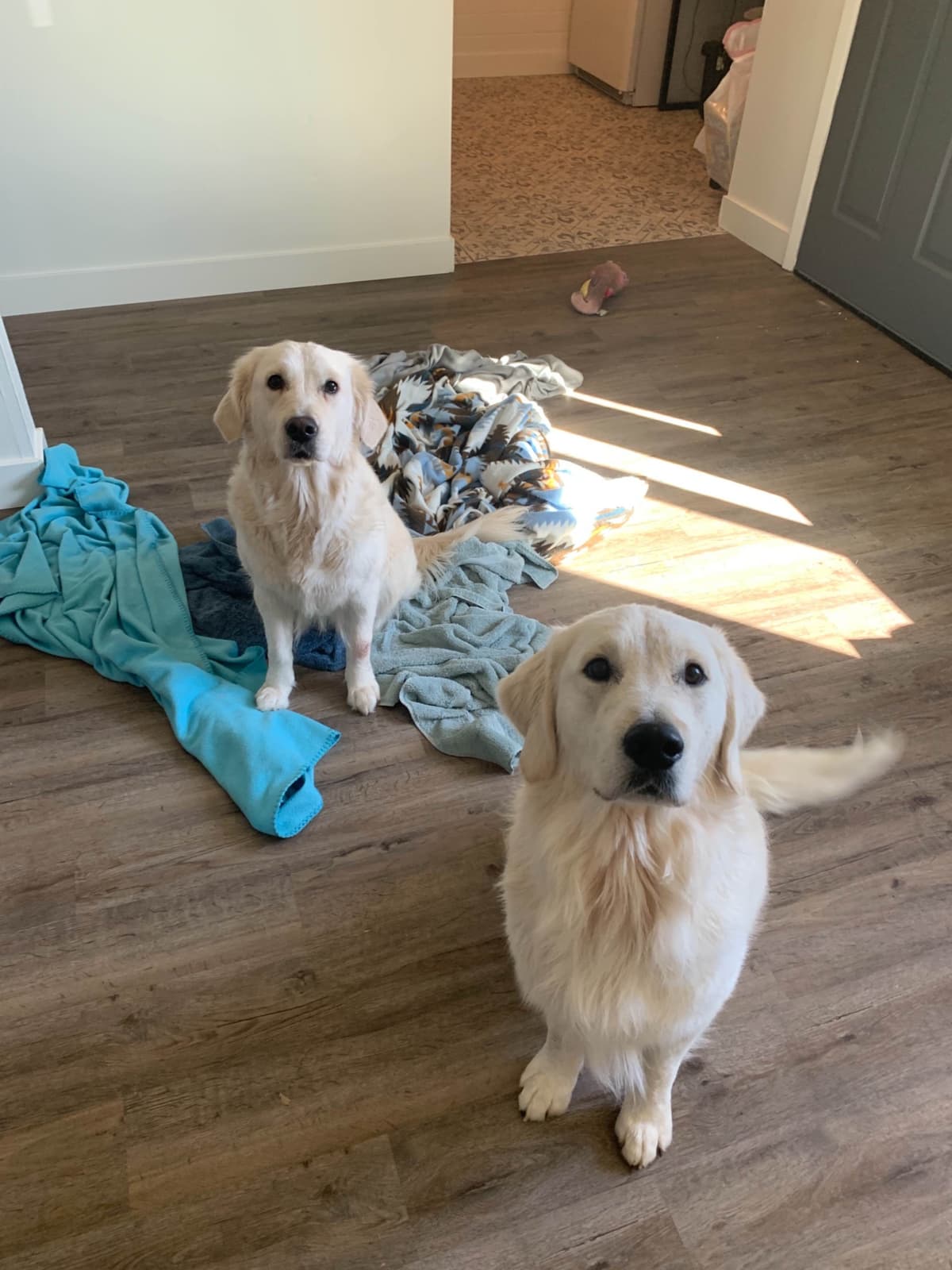 Golden Retriever Puppies breeder image 9