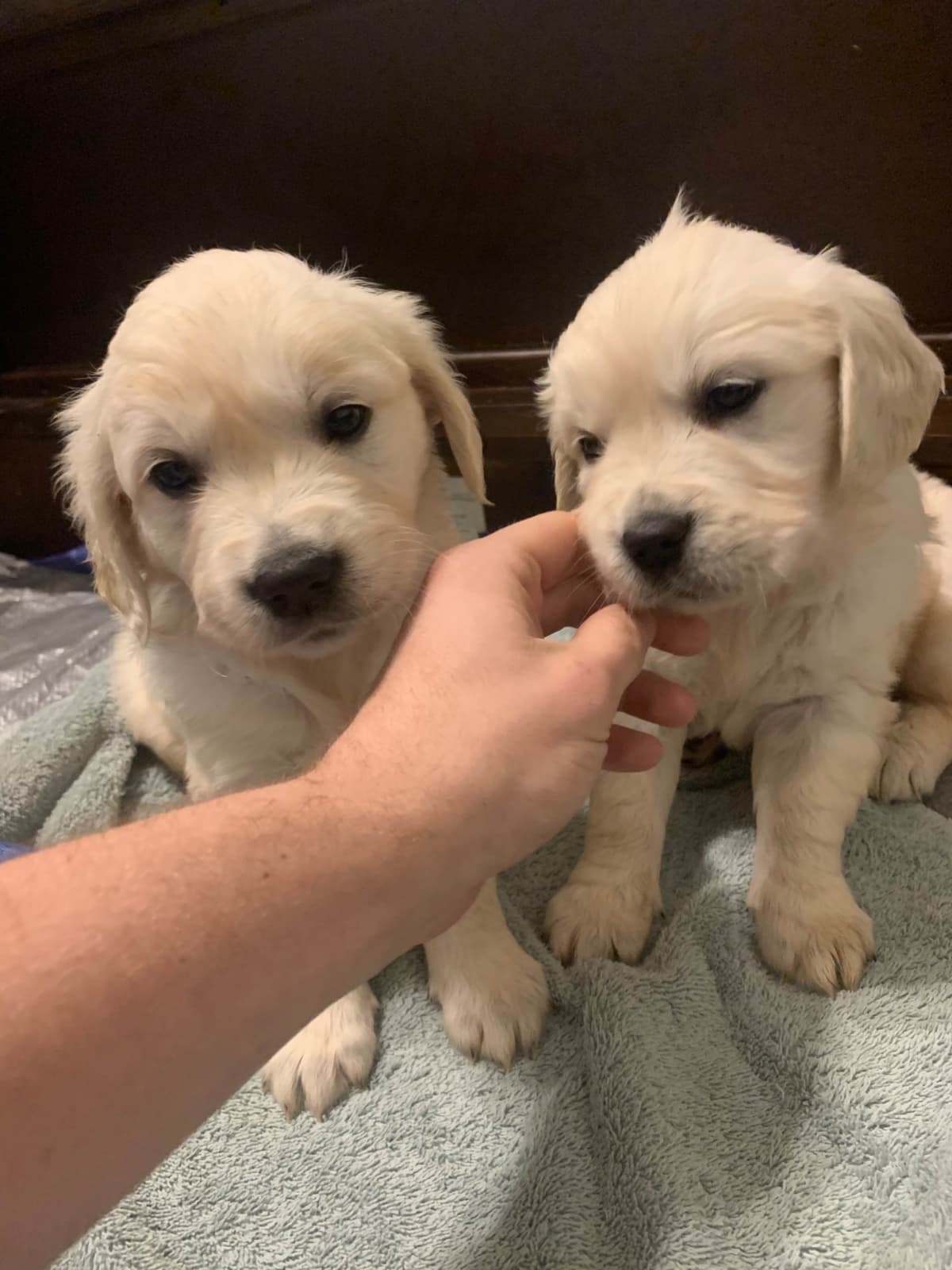Golden Retriever Puppies breeder image 10