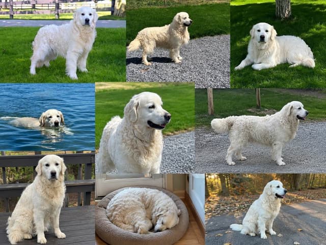 Golden Retriever Puppies media 4