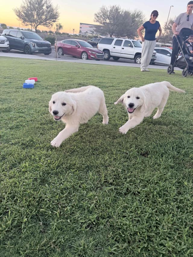 Golden Retriever Puppies media 6