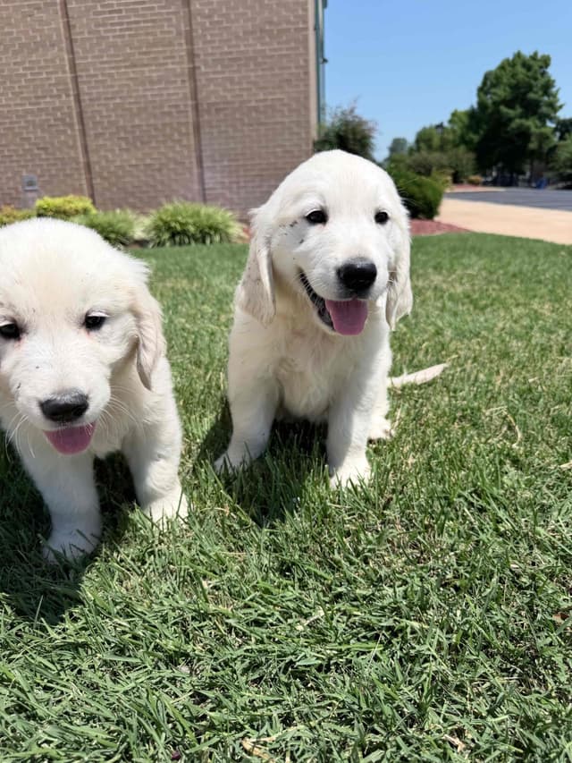 Golden Retriever Puppies media 7