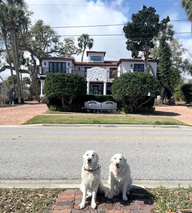 Golden Retriever Puppies media 8