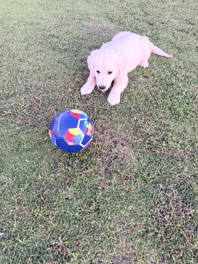Golden Retriever Puppies media 9