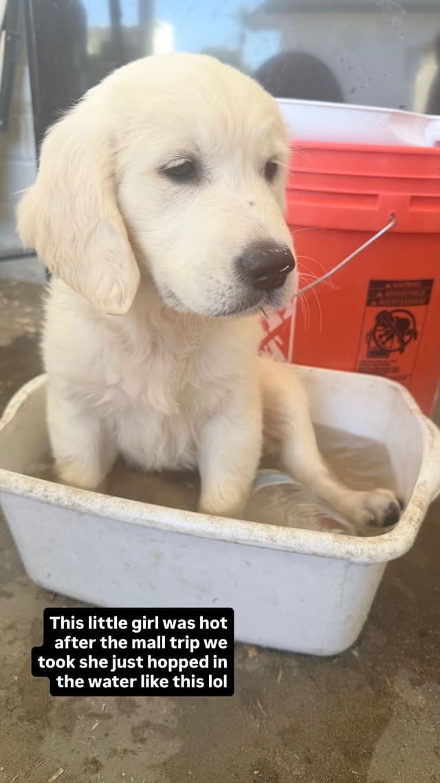 Golden Retriever Puppies media 10