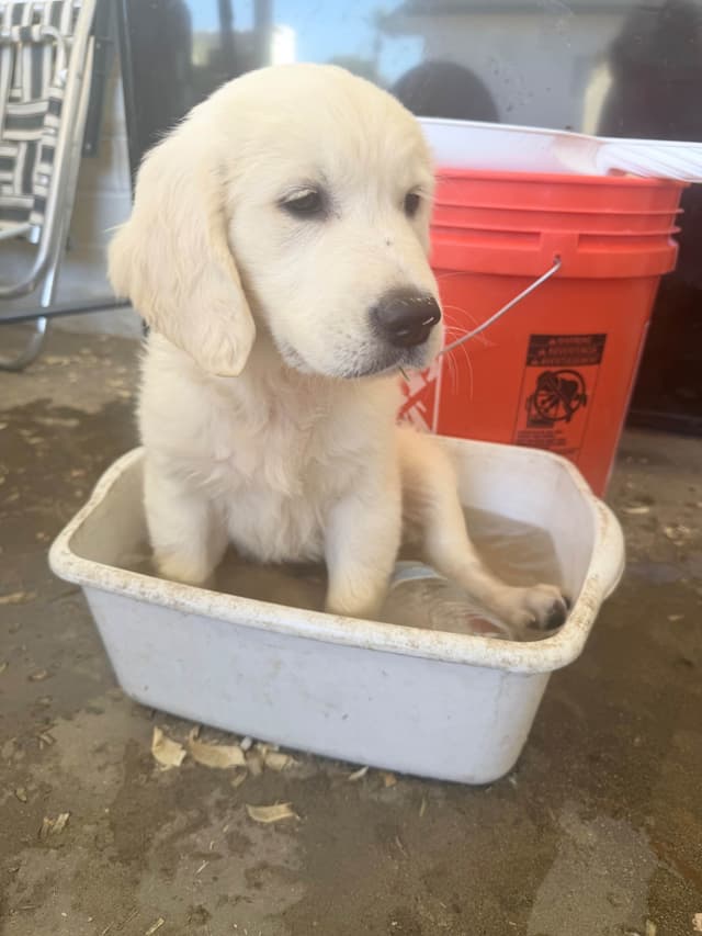 Golden Retriever Puppies media 11