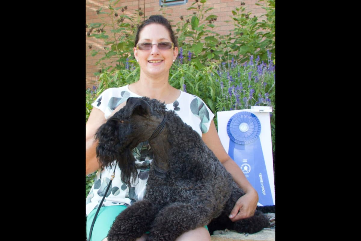 Kerry Blue Terrier Puppies breeder image 1