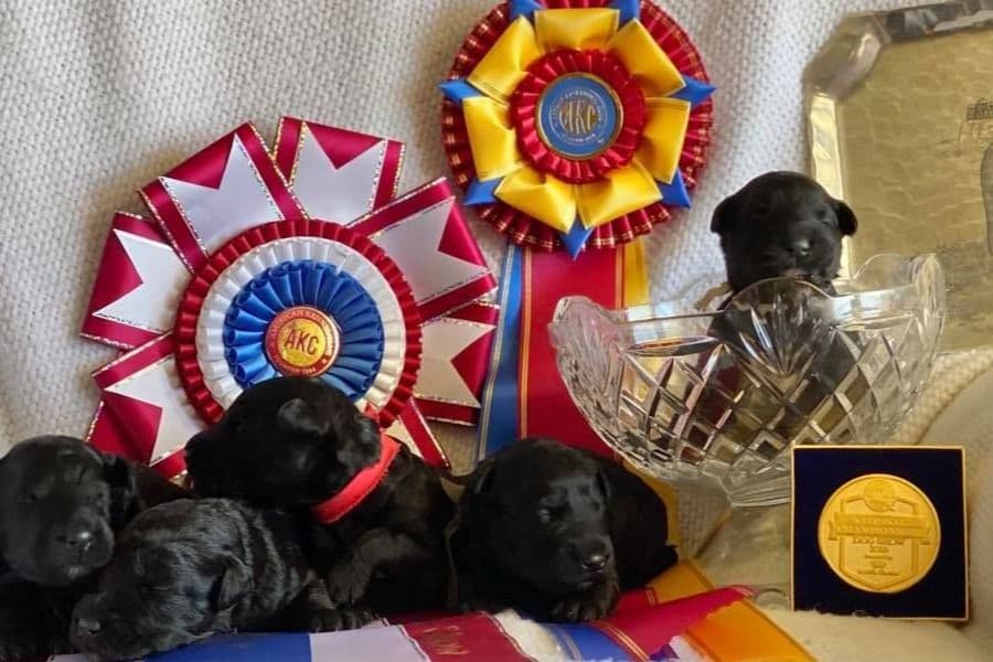 Kerry Blue Terrier Puppies breeder image 2
