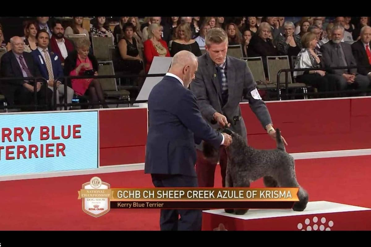 Kerry Blue Terrier Puppies breeder image 3
